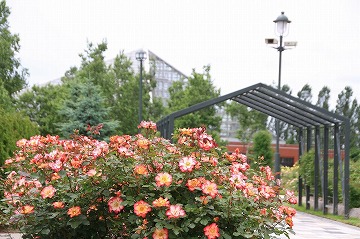 手前に白に赤い縁取りの花、奥に木々や建物が写っている写真