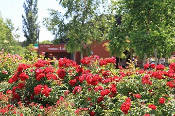 手前に赤いバラ、奥にレストランが写っている写真