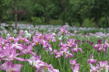 一面あやめが写っている写真
