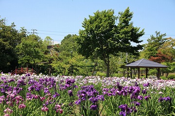 手前にあやめ、背景に木々や四阿が写っている写真