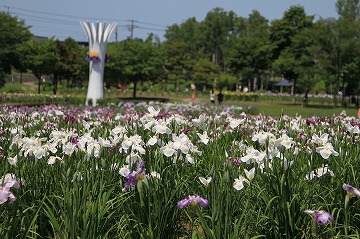 手前にあやめ、背景に木々と塔が写っている写真