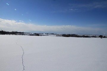 雪原に動物の足跡が奥に続くようについている写真