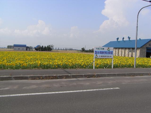 ひまわりの花が一面に咲いている様子の写真