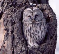 木のウロに入っているフクロウの正面の写真。ウロの入口は、調度フクロウの身体のサイズ。フクロウの顔は平たく、短い羽毛になっている部分がハート型に見える。両目は正面にあり、嘴は短い。全体的に灰色をしていて、濃い灰褐色の模様がある。