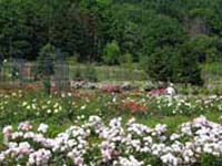 色とりどりの花が咲いている様子の写真