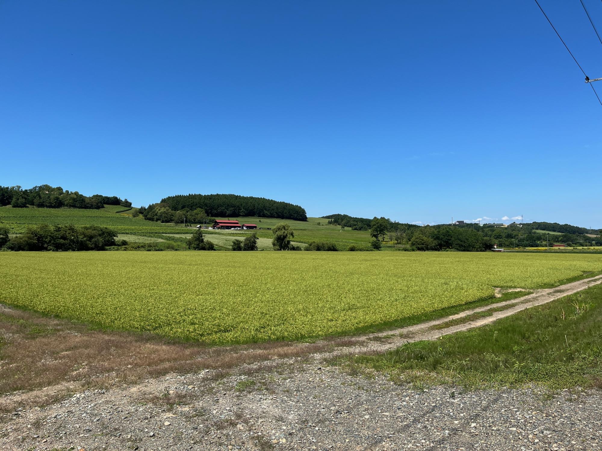 青空の元、緑の畑が広がり、奥に宝水ワイナリーが見える写真2