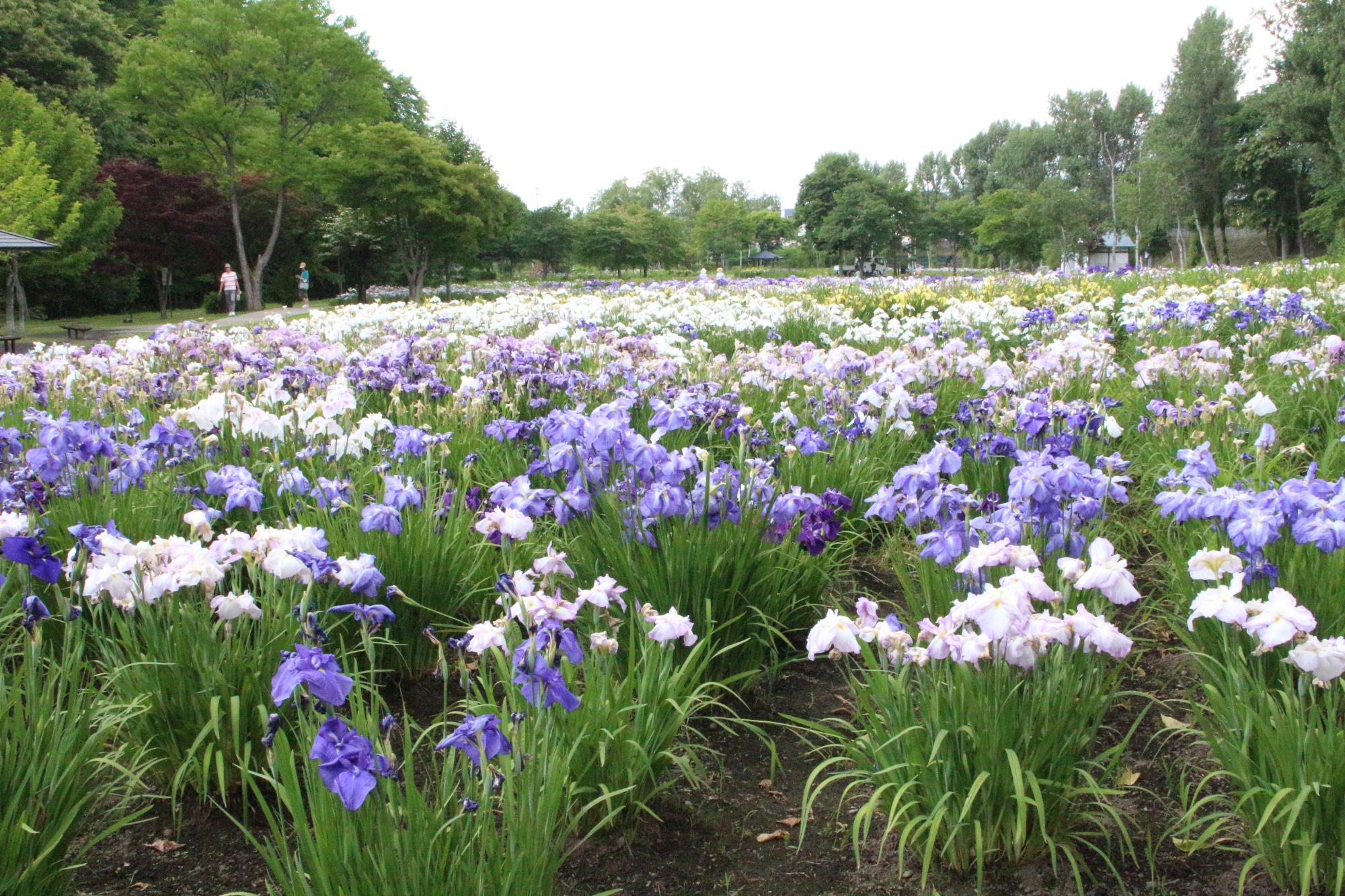 青と白の花菖蒲の花が一面に咲いている、あやめ公園の写真