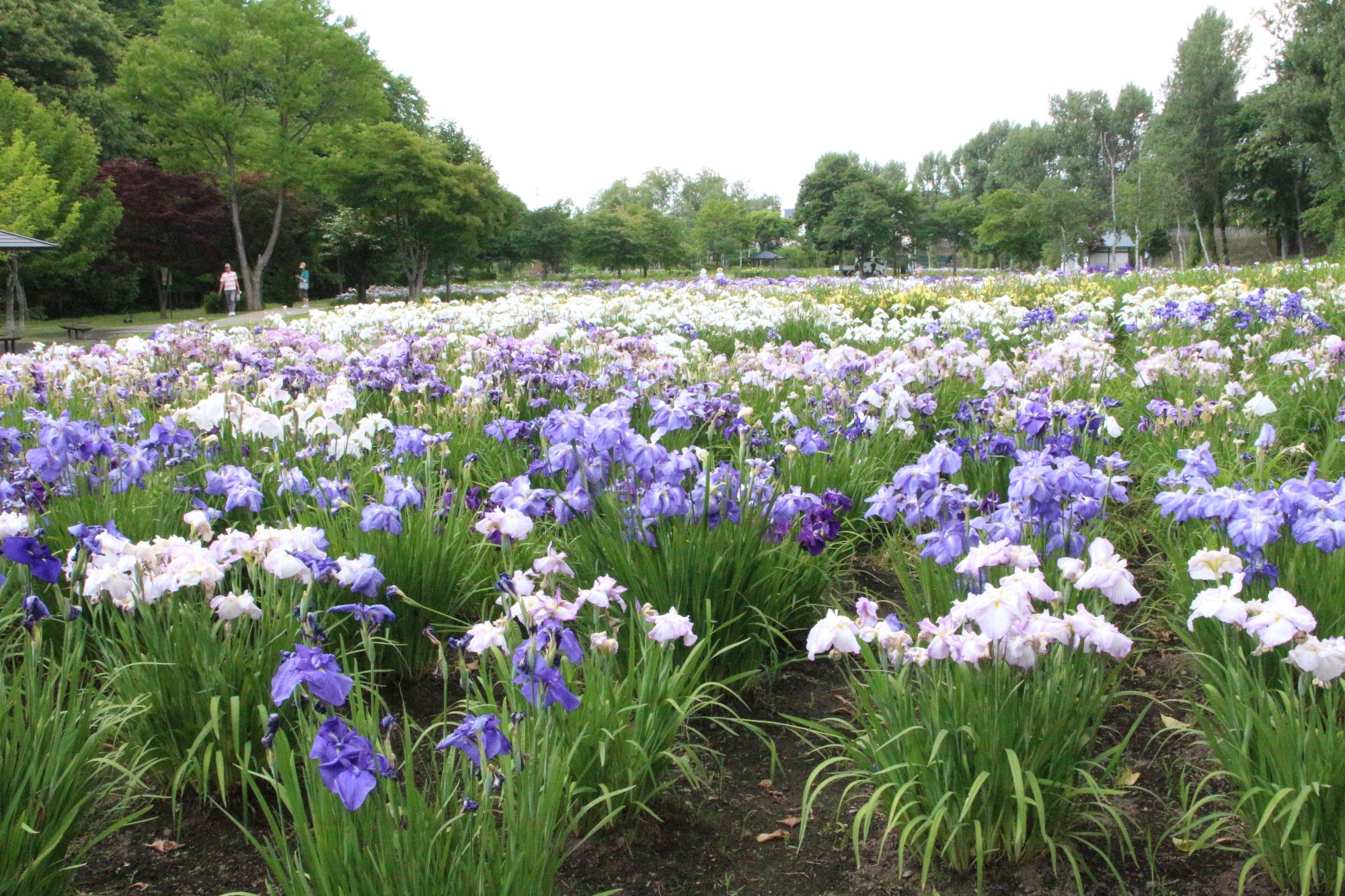 紫や白といった色の花菖蒲が咲いている、あやめ公園の写真