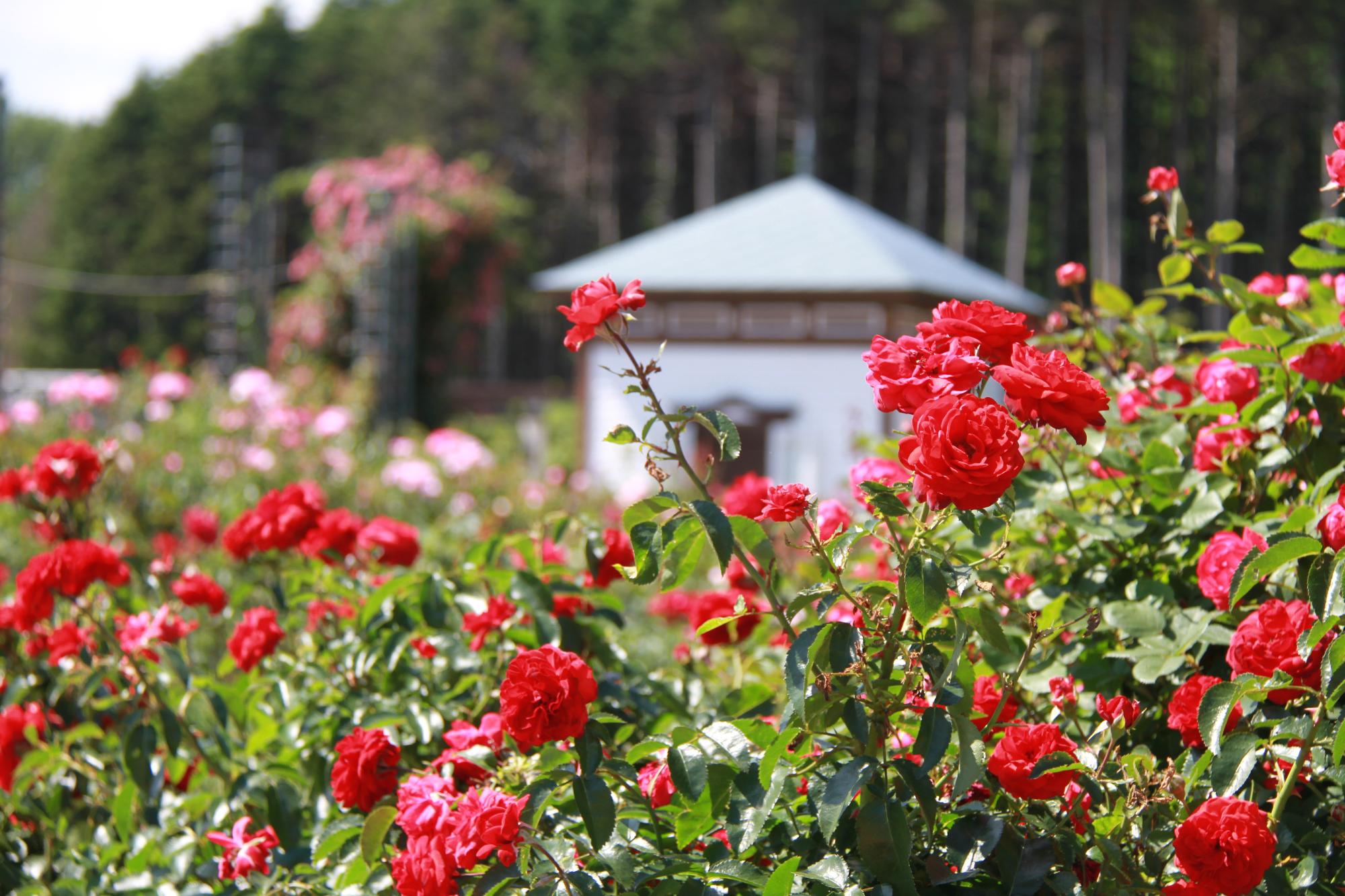 赤いバラの花が咲き誇り、奥に白い三角屋根の東屋が見える、いわみざわ公園バラ園の写真