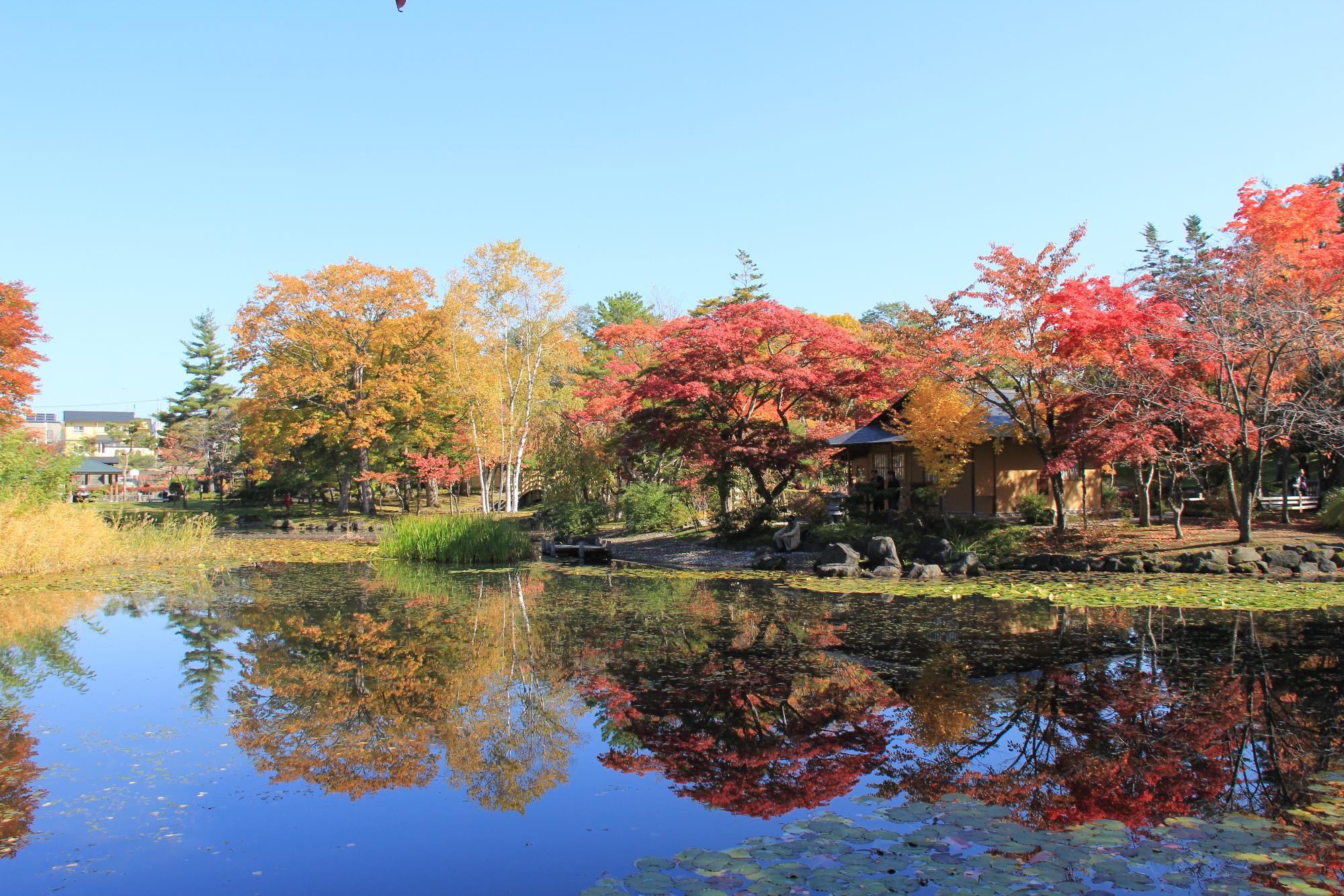 青空と黄色やオレンジに色づいた紅葉が、手前の池に写っている玉泉館跡地公園の写真