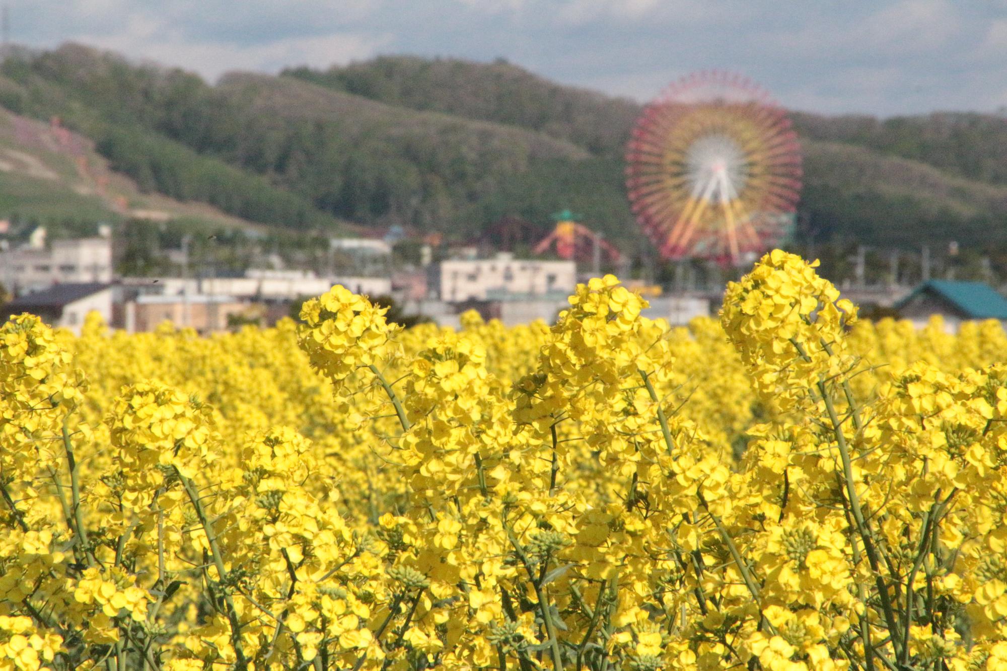 菜の花の写真