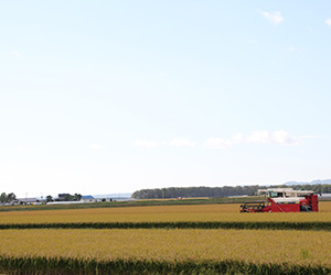 お米の収穫の写真