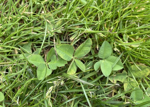 四つ葉のクローバー