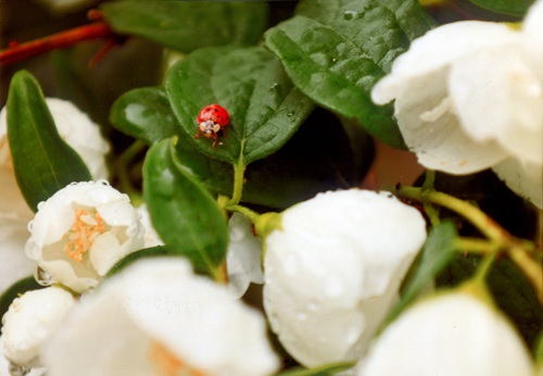 てんとう虫と花