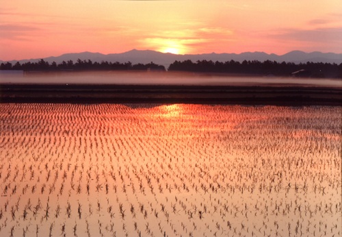 夕日と水田