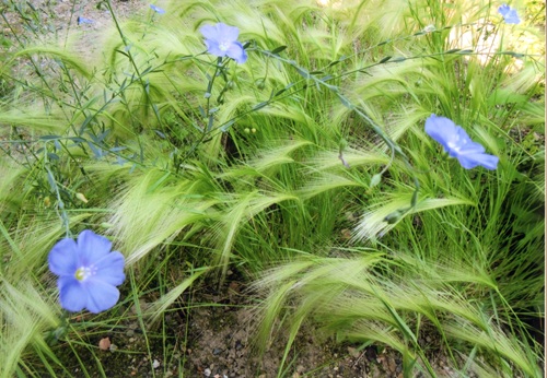 アマ、ホソノゲムキ