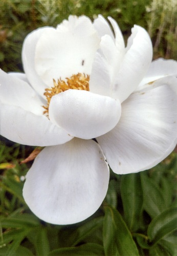 白のシャクヤク