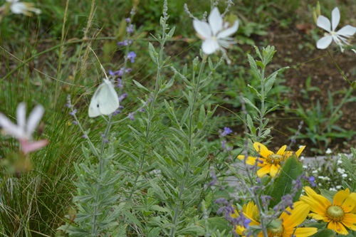 花とモンシロチョウ