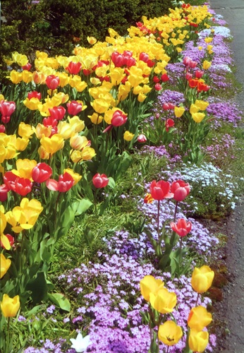 芝桜とチューリップ