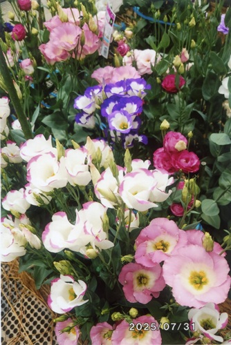 トルコギキョウ