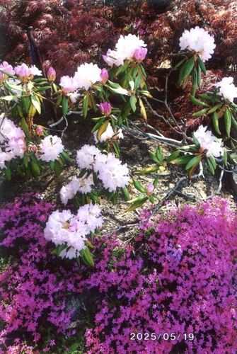 芝桜とシャクナゲ