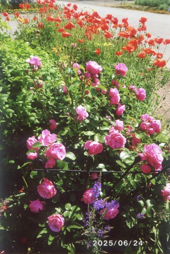 ピエールドロンサールとひなげし