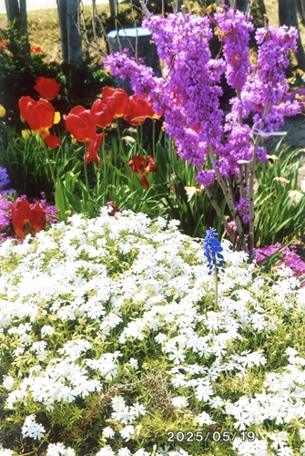 白の芝桜、ピンクのハナズオウ