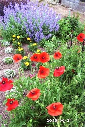 ひなげし、ブルーキャットミント