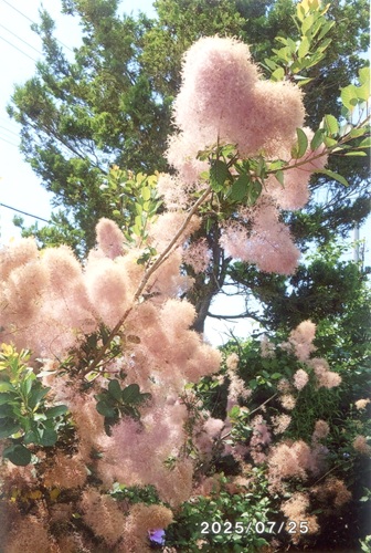 スモークツリー