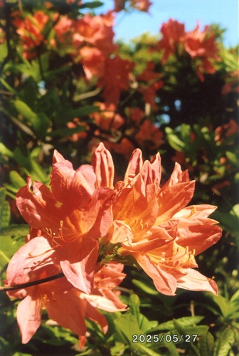 トウレンゲツツジ