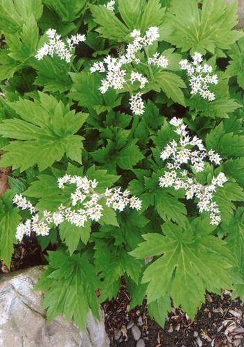 タンチョウソウ