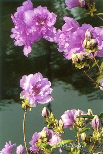 オランダツツジ