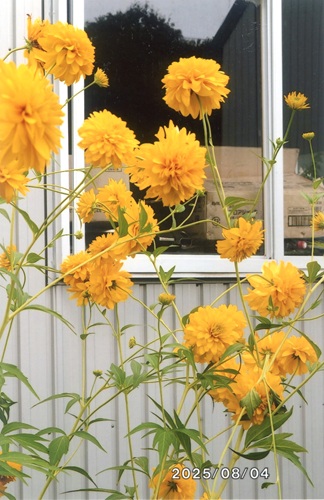 オオハンゴンソウ