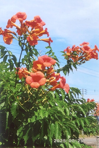 ノーゼンカズラ