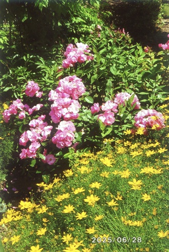 イトバハルシャギク、オールドローズ