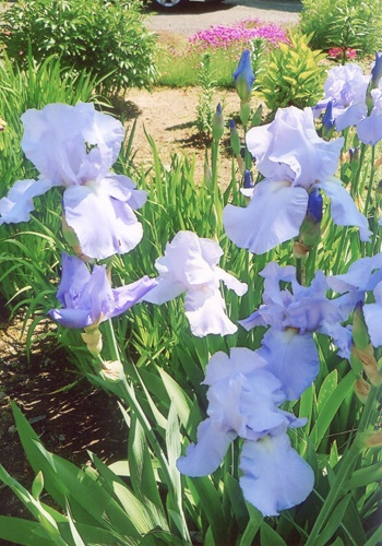 ジャーマンアイリス