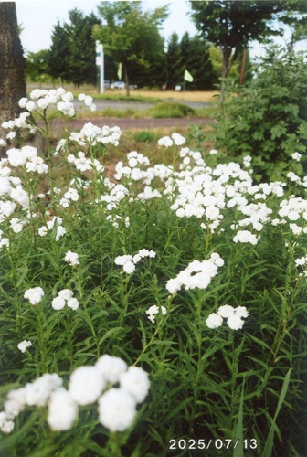 スイートアリッサム