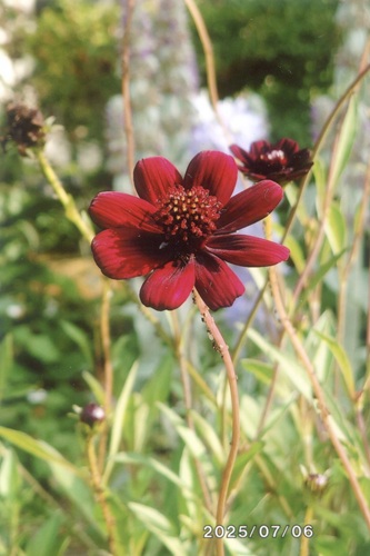 チョコレートコスモス