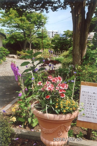 ナデシコ、ブルーセージ