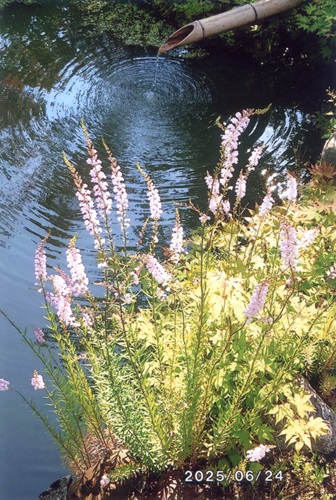 サラシナショウマ