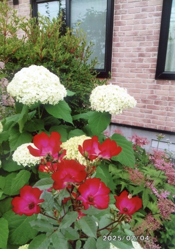 赤いバラ、白いアナベル