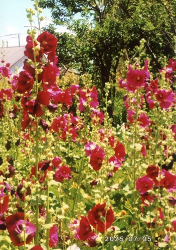 ホリホックガーデン