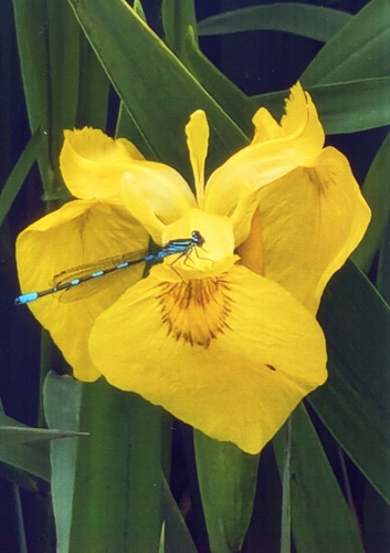 あやめ、ルリイトトンボ