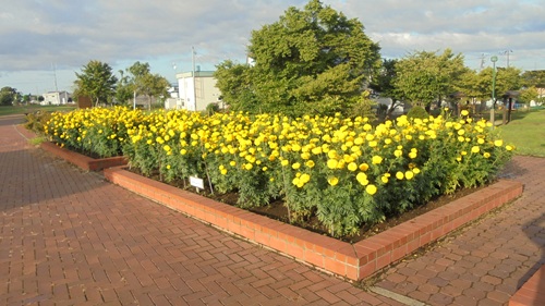 ジャンボマリーゴールドの花壇