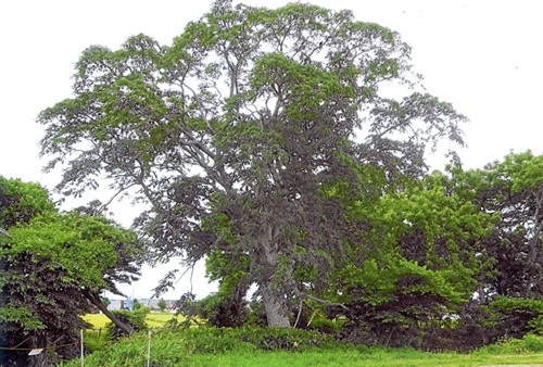 ダルミ川の大樹