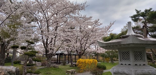 桜の木と黄色い花