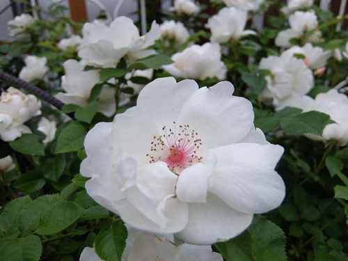 ジャクリーヌ・デュプレ