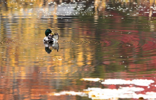 泳いでいるマガモ