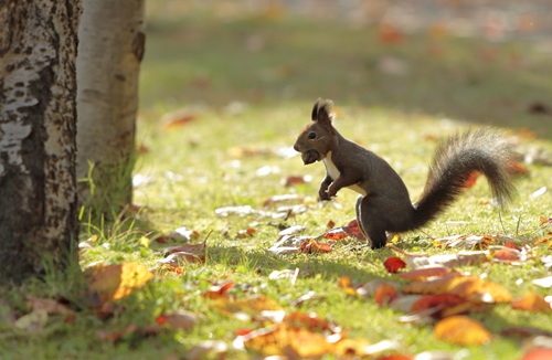 落ち葉とエゾリス