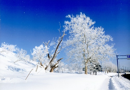 雪がつもっているプラタナスの木